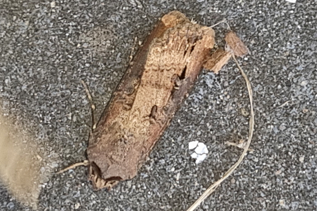 Grote Worteluil